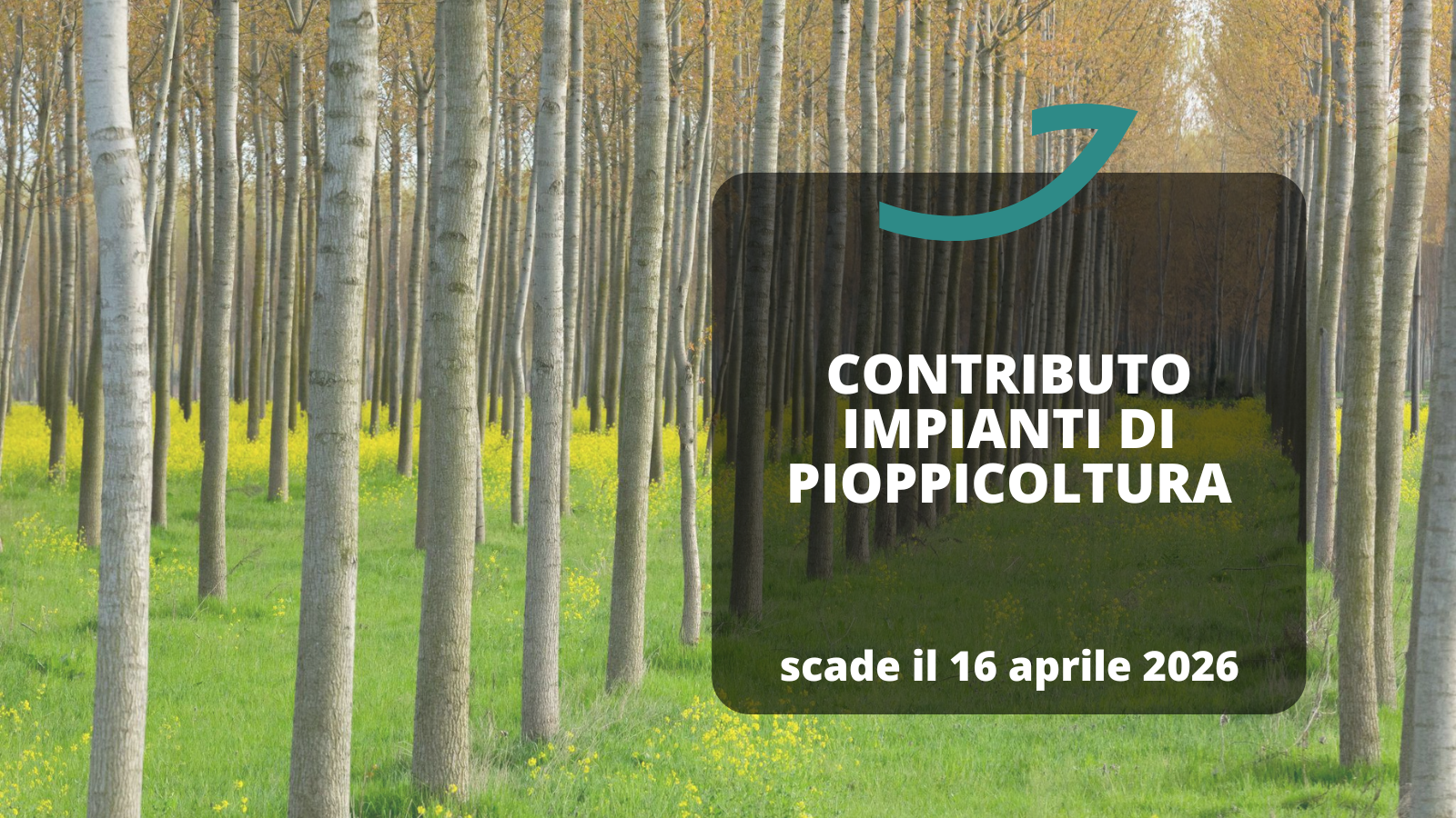 contributi fvg pioppicoltura bando 